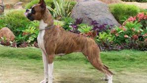 Boxer Kopek Hakkinda Bilgi Kopek Boxer Veterinerler