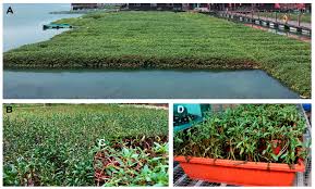 Image result for Sesuvium portulacastrum