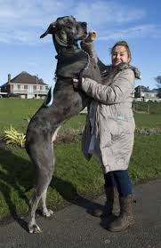 Most Dangerous Dog Breeds In The World Big Dog Breeds Tallest Dog Giant Dog Breeds