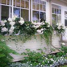 Likewise, you can plant miniature evergreens in grow bags, switching them outside when everything else has died. Winter Window Box Ideas