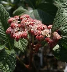 Image result for Rodgersia chocolate wings