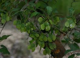 Image result for Zanha golungensis