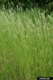 Image result for Bromus leptoclados
