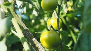 Sie hat rote runde kleine tomaten an langen rispen. Grune Tomaten Nachreifen Lassen Ndr De Ratgeber Garten