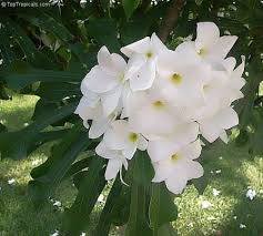 Rooted Plumeria Pudica Bridal Bouquet White Frangipani Flower Plant White Bridal Bouquet As An Avid Plumeria Pudica White Flowering Trees White Bridal Bouquet