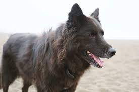 Like all dachshunds, the long haired dachshund has a long lifespan for a dog. A Black Long Haired Dog On The Beach By Lucas Saugen Photography Llc Beach Dog