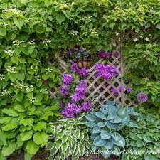 Colorful choices for sun and shade. Shade Loving Plants Gorgeous Perennials Shrubs Vines And Annuals That Love The Shade Gardening From House To Home Deer Resistant Shade Plants Shade Loving Shrubs Plants Under Trees
