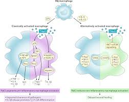 An animal cell has a 2 salt concentration. The Role Of Sodium In Modulating Immune Cell Function Nature Reviews Nephrology