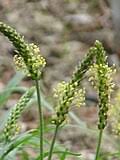 Image result for Plantago palmata