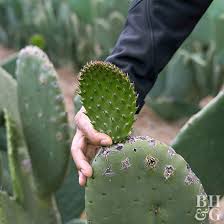 A common joke is to try to stick a paper fish onto a victim's back without being noticed. How To Start A Cactus Garden Better Homes Gardens