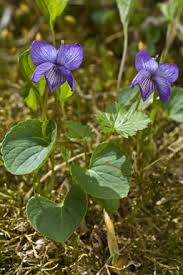 Image result for Viola abyssinica