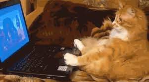 Tastefully Offensive On Tumblr Cats Using Computers Previously Cats Wearing Animal Gifs Cat Watch Cats