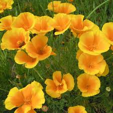 Image result for Eschscholzia