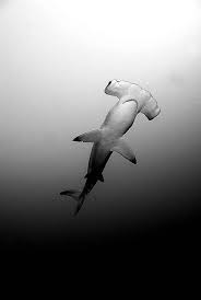 Black And White Hammerhead Shark Tattoo Thelovelyseas Hammerhead Shark B W By Sea Zoom On Flickr With Images Hammerhead Shark Hammerhead Shark Tattoo Shark
