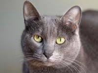 Kedi Cinsleri Icin 30 Fikir Kedi Kediler Ve Yavrulari Guzel Kediler
