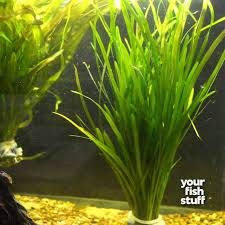 Image result for Vallisneria spiralis