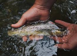 Stillwater Fly Fishing Techniques To Catch More Fish A Man His Rod