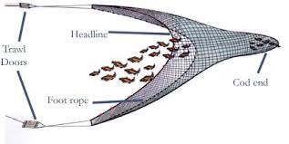 Image result for trawling