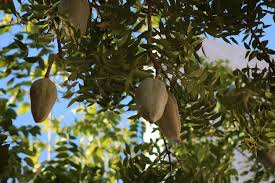 Image result for Swietenia