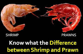 Know What The Difference Between Shrimp And Prawn Prawn Shrimp Shrimp Prawn
