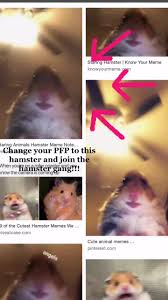 Hamster staring at camera but it's a deepfake and it sings. Memo Salameh Official Memo13 Tiktok Watch Memo Salameh S Newest Tiktok Videos