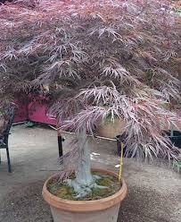 Check spelling or type a new query. Japanese Maple Care Information How To Grow Acer Palmatum In A Pot