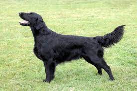Top selection of dogs for sale in ireland. Is The Flat Coated Retriever The Right Canine Companion For You K9 Web
