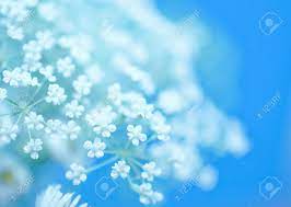 Check spelling or type a new query. Beautiful Blurred White Flowers Against The Light Blue Background Very Shallow Dof Selective Focus Copyspace On The Right Stock Photo Picture And Royalty Free Image Image 87675274