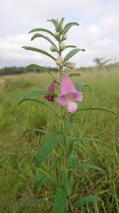 Image result for Sesamum alatum