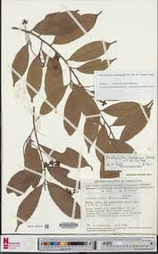 Image result for Rhabdophyllum arnoldianum