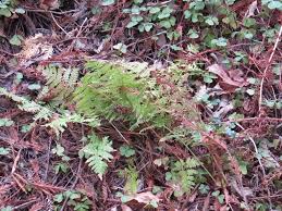 Image result for Dryopteridaceae