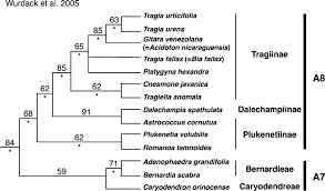 Image result for Tragia grandistipularis