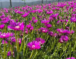 Image result for Delosperma spp.