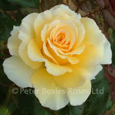 Grosvenor garden centre is conveniently located on the outskirts of chester and wrexham and is easily accessible from the motorway networks and major routes from both cheshire and north wales. Grosvenor House Shrub Rose Peter Beales Roses The World Leaders In Shrub Climbing Rambling And Standard Classic Roses