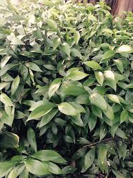 Artificial italian ruscus greenery stem 27.55 tall italian ruscus with full small dark green leaf and long stem, perfect for trailing of high up installation, bouquet, arch, enter aisle hanging greenery decor. Ruscus Microglossum Ruscus Yamina Rare Plants Facebook