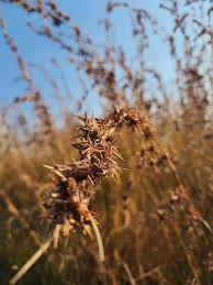 Image result for Cymbopogon caesius