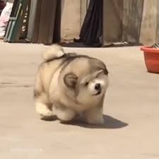 See actions taken by the people who manage and post content. Vt Fluffy Dog Running Facebook