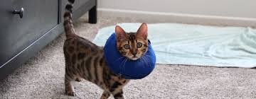 When bringing a bengal kitten into your home, it's best to make sure you're prepared. Should I Neuter My Cat Health Implications To Consider