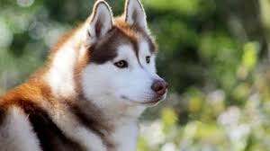 Razas de perro: el husky siberiano