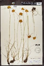 Image result for Cyperus derreilema