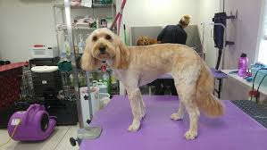 The largest directory listings of house/obedience/agility training services in meridian a new dog grooming service is available in orofino, we use john paul pet products and offer all the latest in cuts and fashions for your pets. Pretty Paws Grooming Salon Parma Id Dog Groomers Dog Grooming Salon