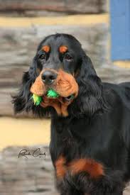Are there any health problems with gordon setters? 900 Flat Coat Retreivers Setters Ideas In 2021 Irish Setter Dogs Puppies