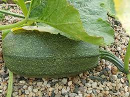 Check spelling or type a new query. Winter Squash Gardening At Usask College Of Agriculture And Bioresources University Of Saskatchewan