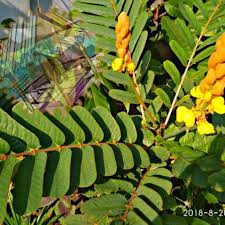 Doun penh or daun penh (khmer: Daun Segar Ketepeng Cina Shopee Indonesia