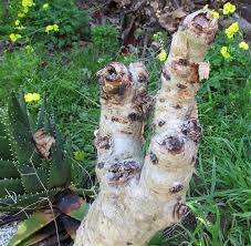 Image result for Cyphostemma schlechteri