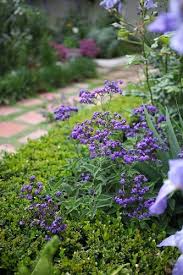 Image result for Heliotropium harareense