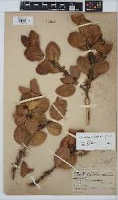 Image result for Hippocratea longipetiolata