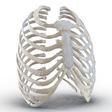 3d Female Ribcage Skeleton Rib Cage Skeleton Female Skeleton