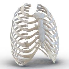 The rib cage has three important purposes : 3d Female Ribcage Skeleton Human Rib Cage Rib Cage Skeleton
