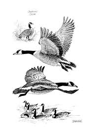Goose coloring sheet related posts: Coloring Page Canadian Goose Free Printable Coloring Pages Img 8540